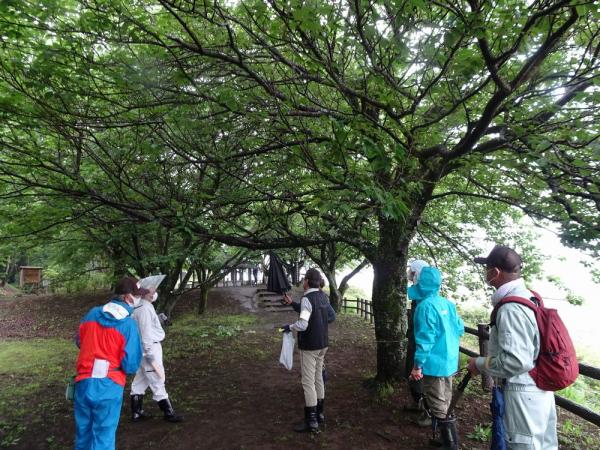 桜守活動の写真5