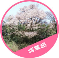 将軍桜の写真