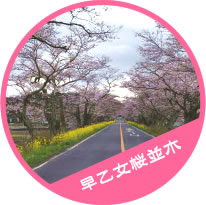 早乙女桜並木の写真