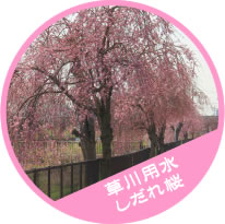 草川用水しだれ桜の写真