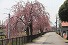 草川用水しだれ桜の写真