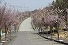 桜が丘の写真