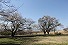 やひょう桜公園の写真