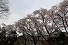 八幡神社（桜野）の写真