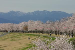 鬼怒川堤防の桜堤の写真