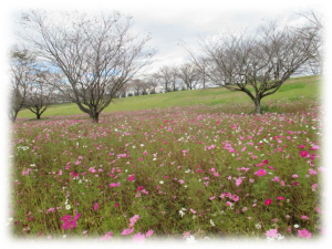 鬼怒川河川公園の写真5