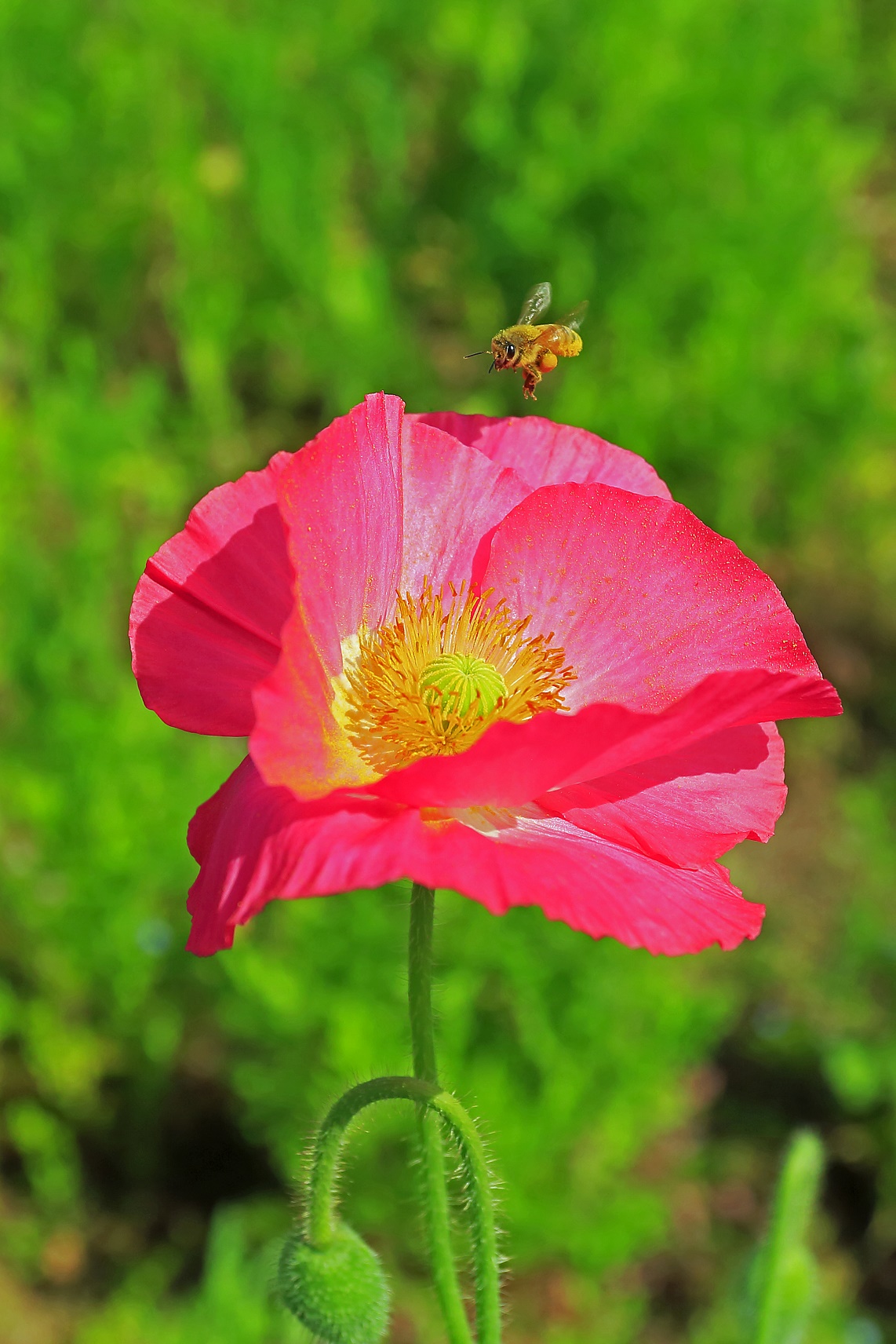 花とミツバチの写真