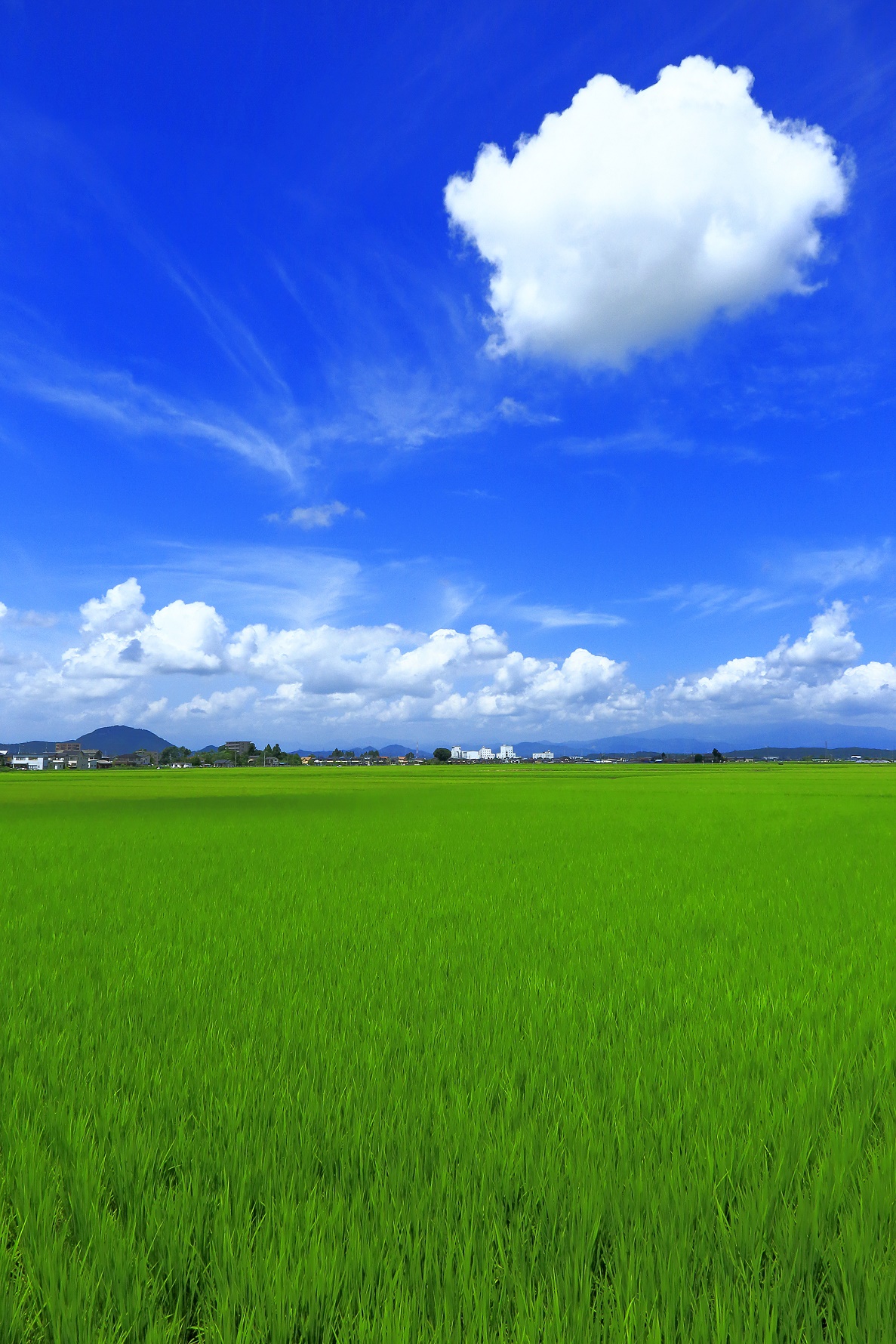 青空と草原の写真