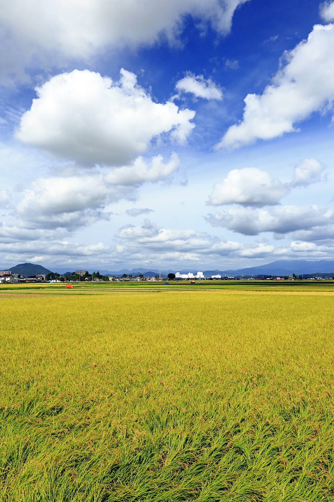 空と稲の写真