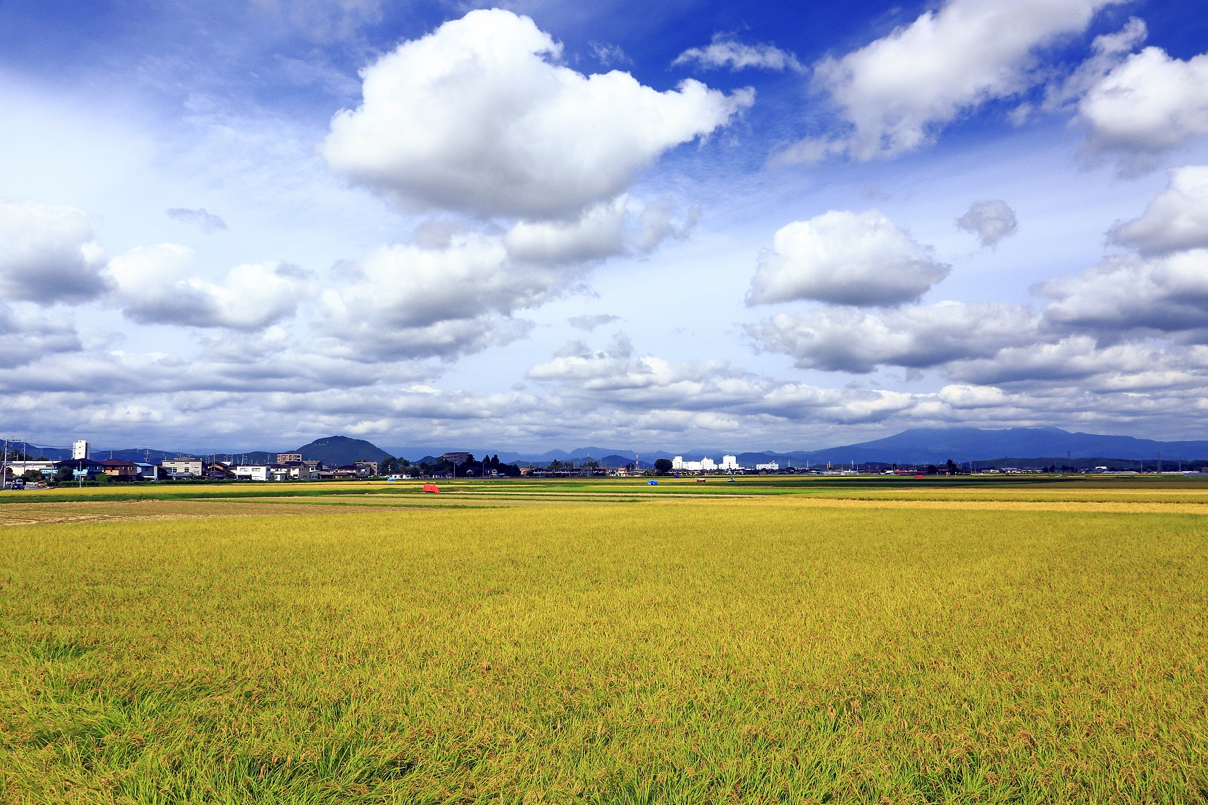 空と稲の写真2