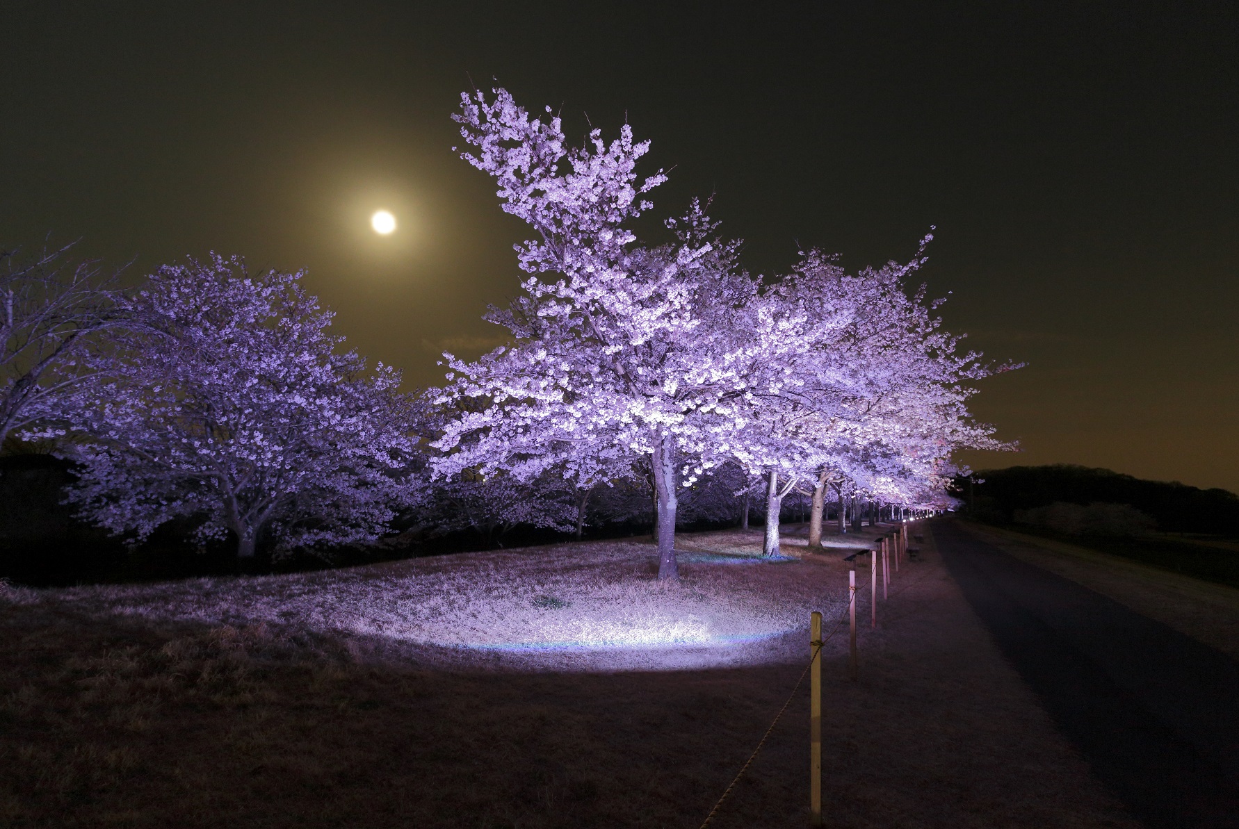 夕景＆ライトアップゆうゆうパーク桜の写真