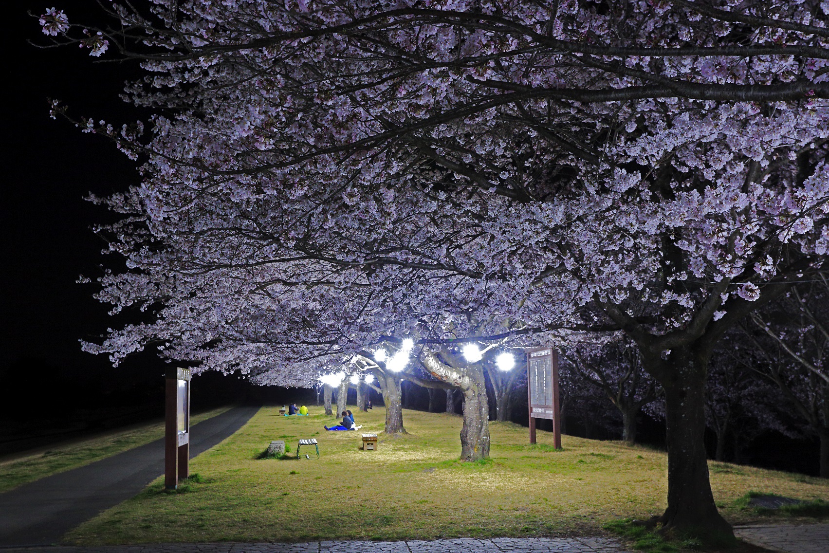 夕景＆ライトアップゆうゆうパーク桜の写真2