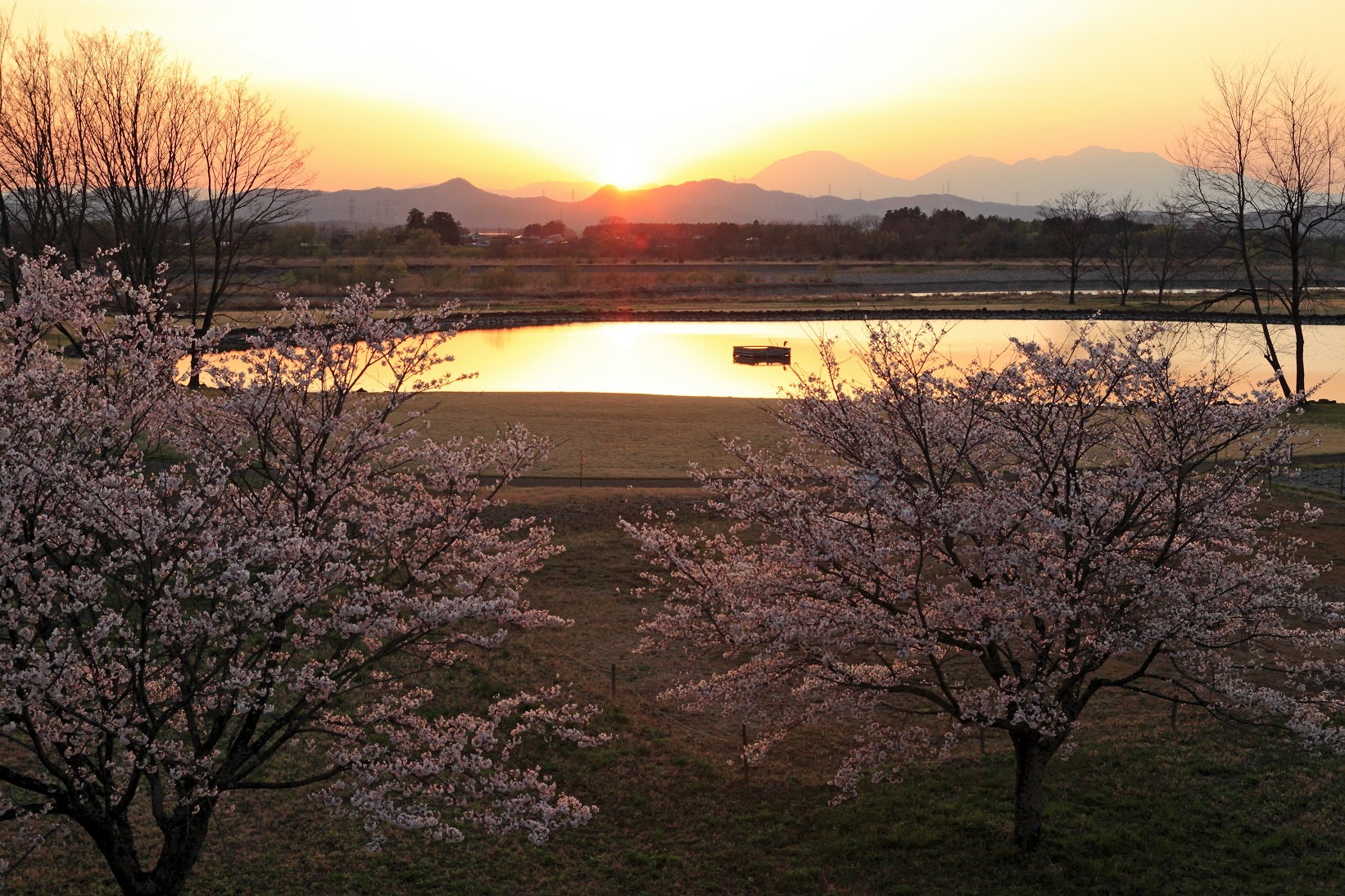 ライトアップゆうゆうパーク桜5