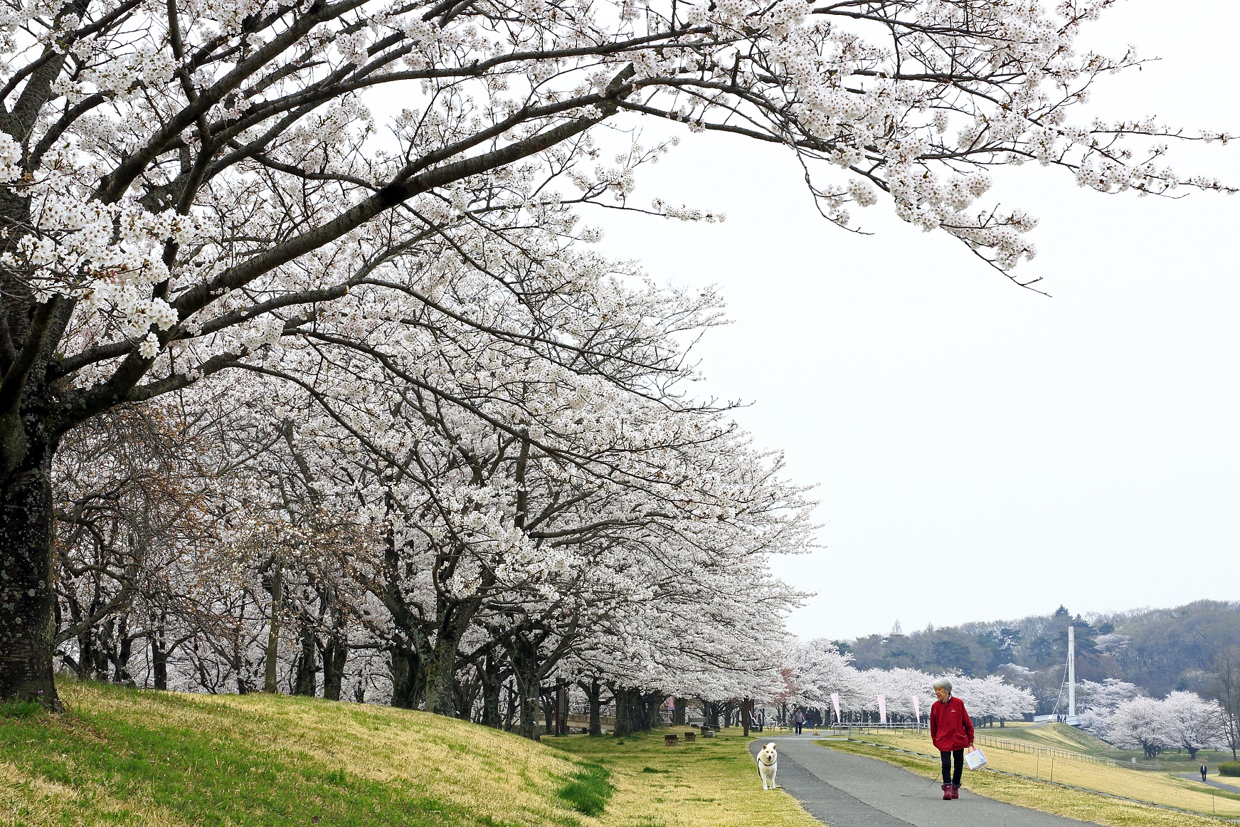 2018年度さくら市の桜の写真1