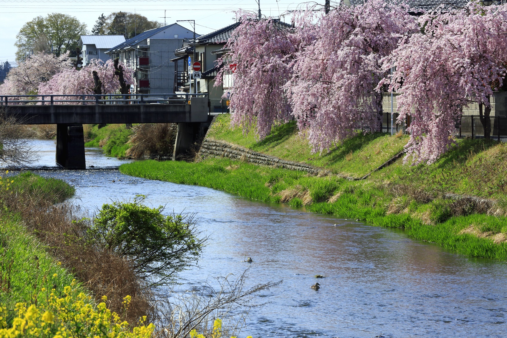 2018年度桜の写真2