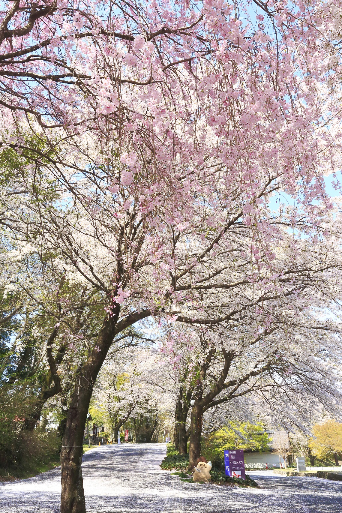 2018年度桜の写真3