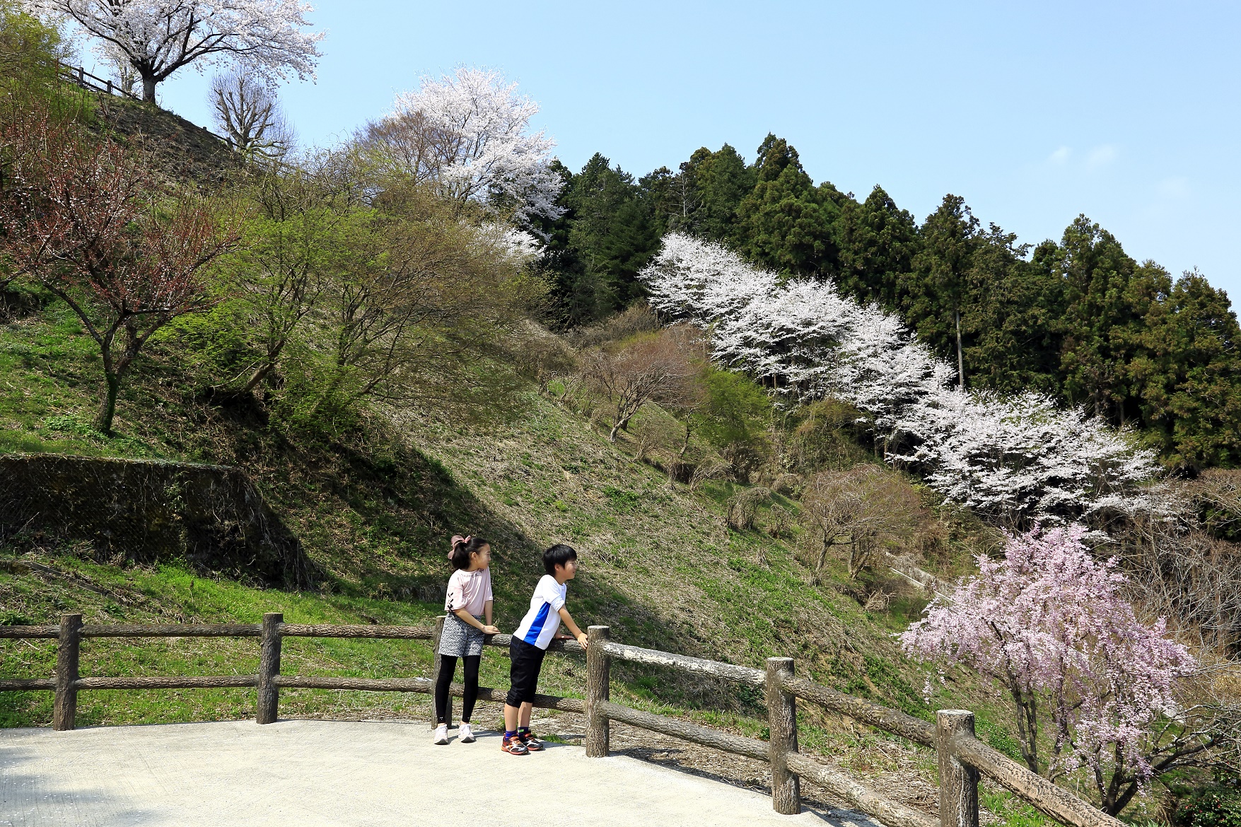 2018年度桜の写真4