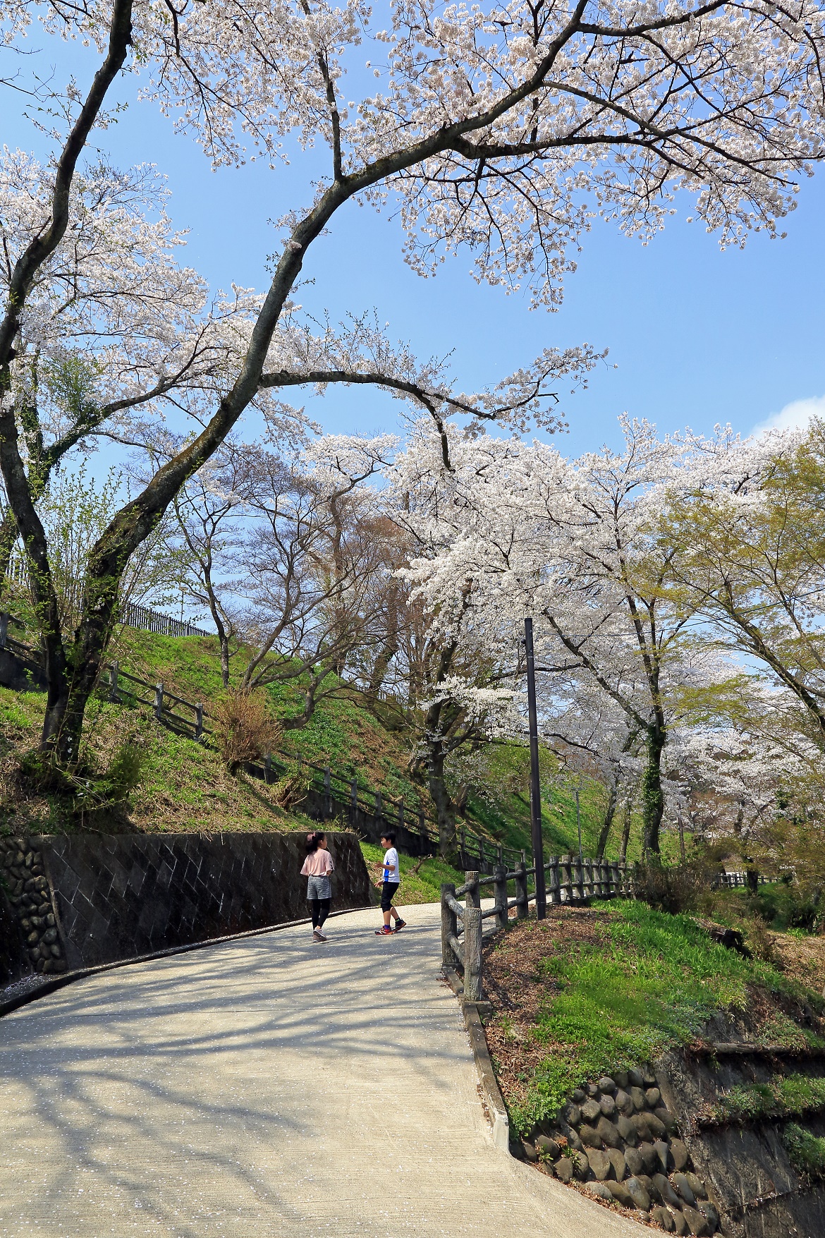 2018年度桜の写真5