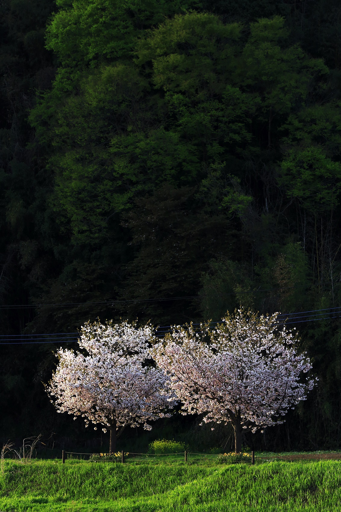 2018年度桜の写真8