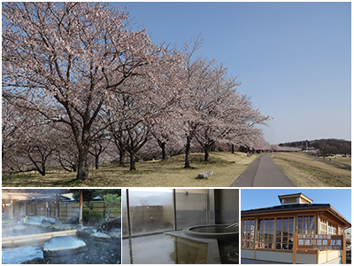 桜と温泉の写真