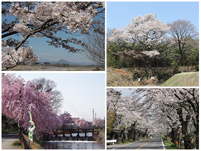 さくら市桜の写真