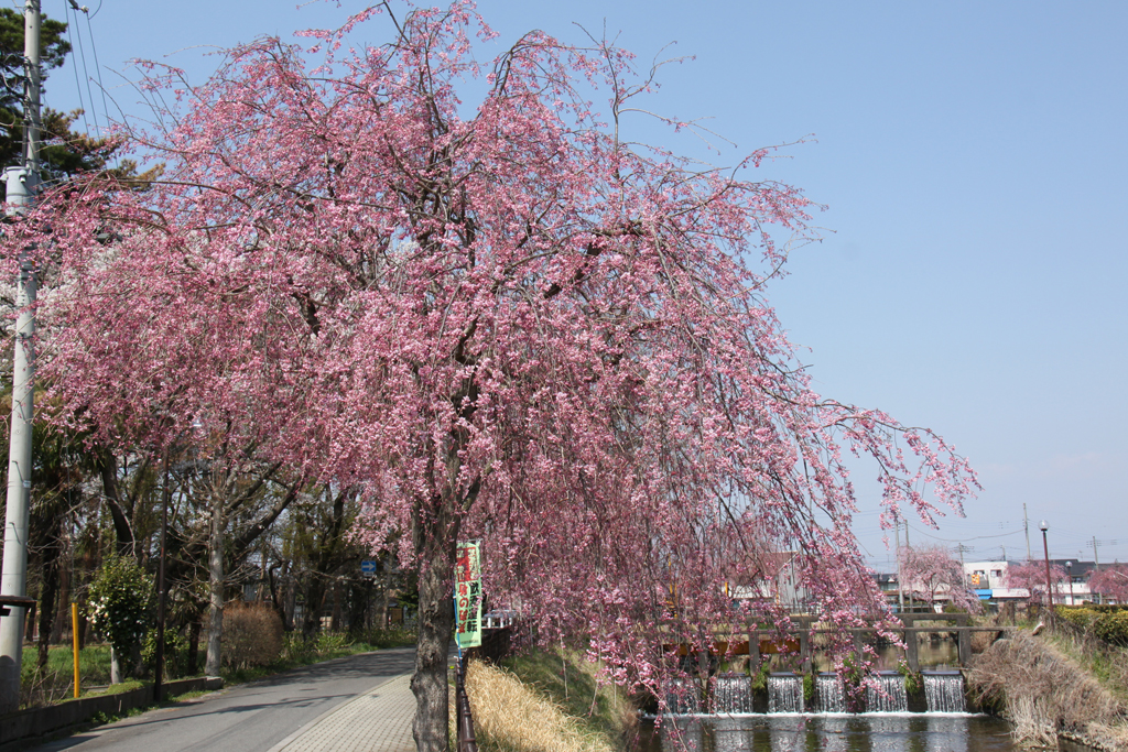 草川用水のしだれ桜