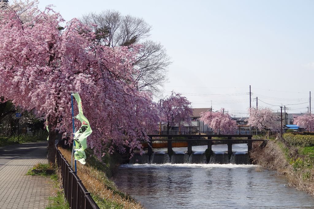 草川用水のしだれ桜2