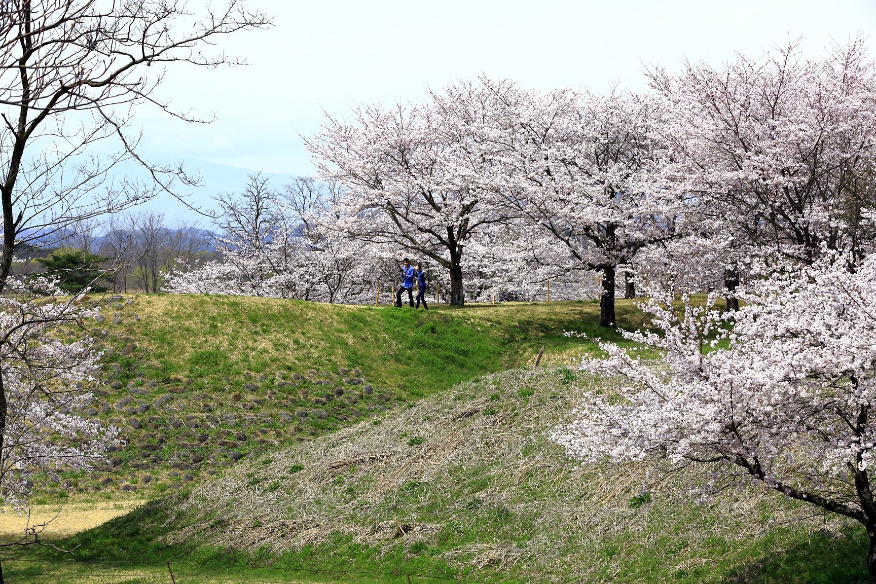 ゆうゆうパーク桜036ok