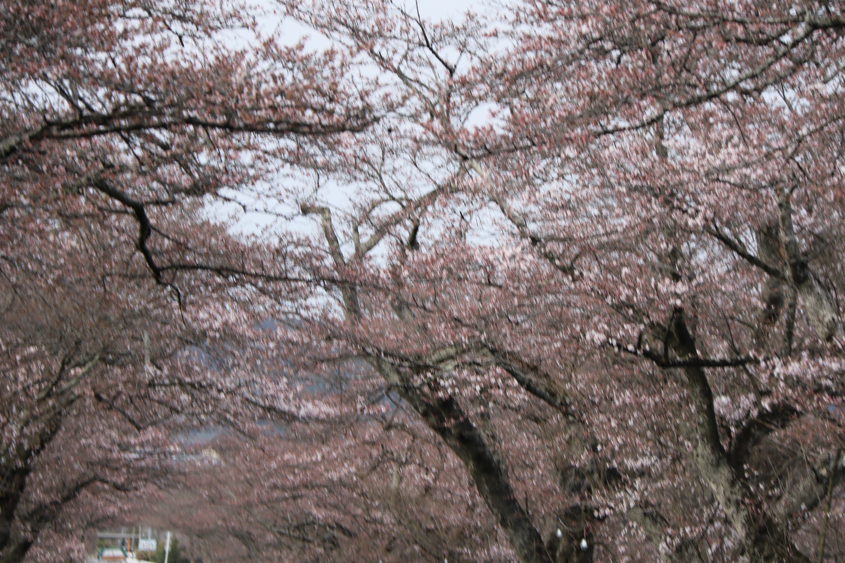 早乙女桜並木 | さくら市公式ホームページ