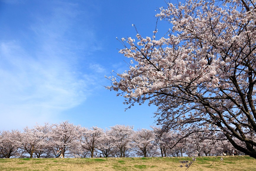 桜の写真1