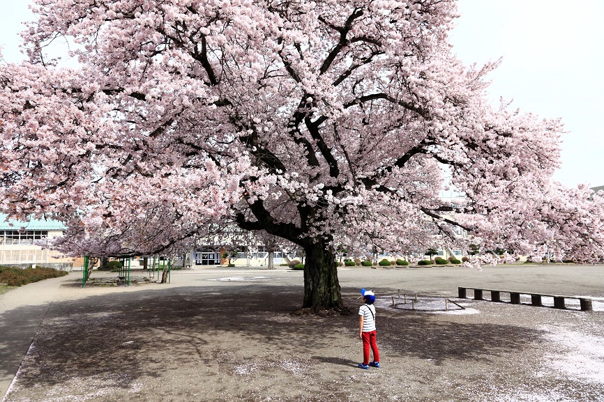 桜の写真4