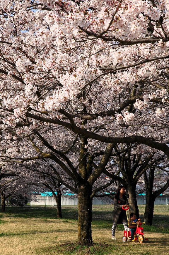 桜の写真5