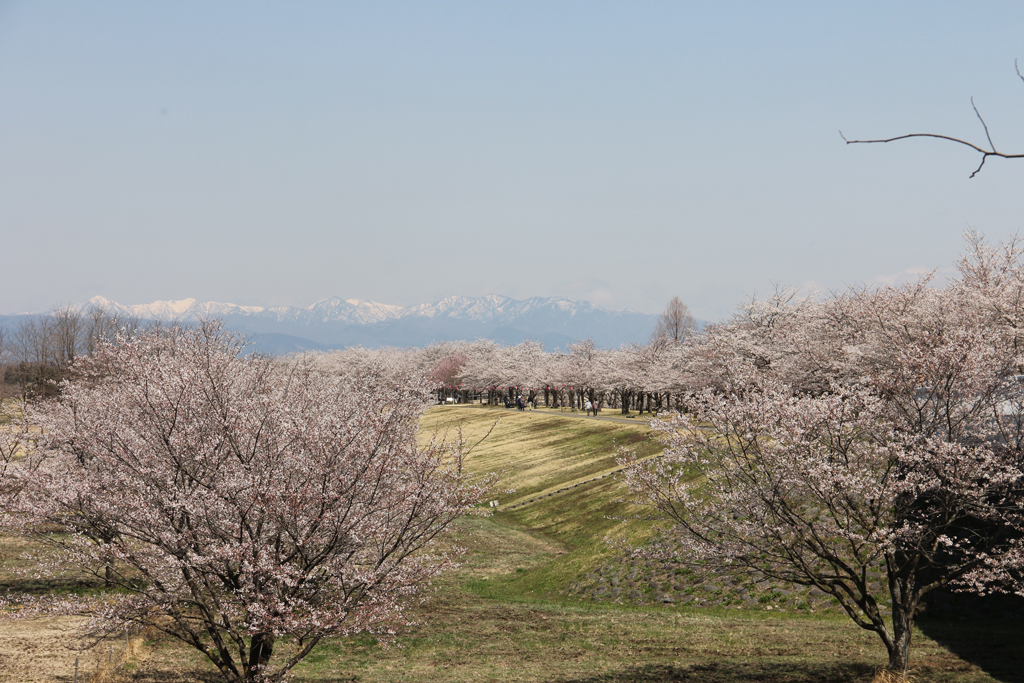 ゆうゆうパークの桜写真