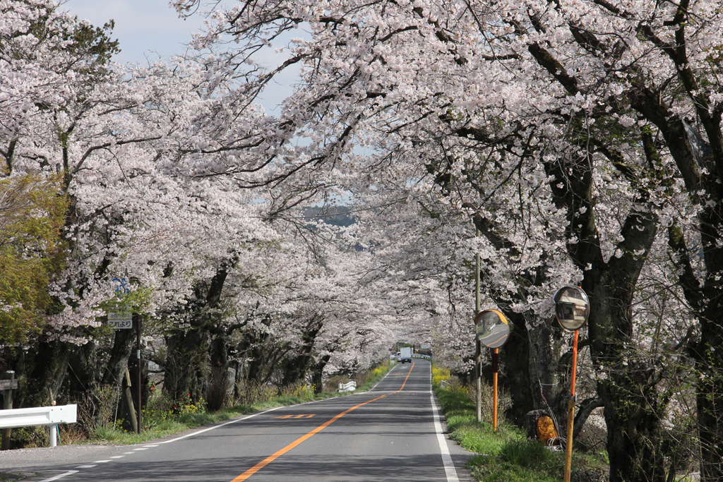 桜並木の写真