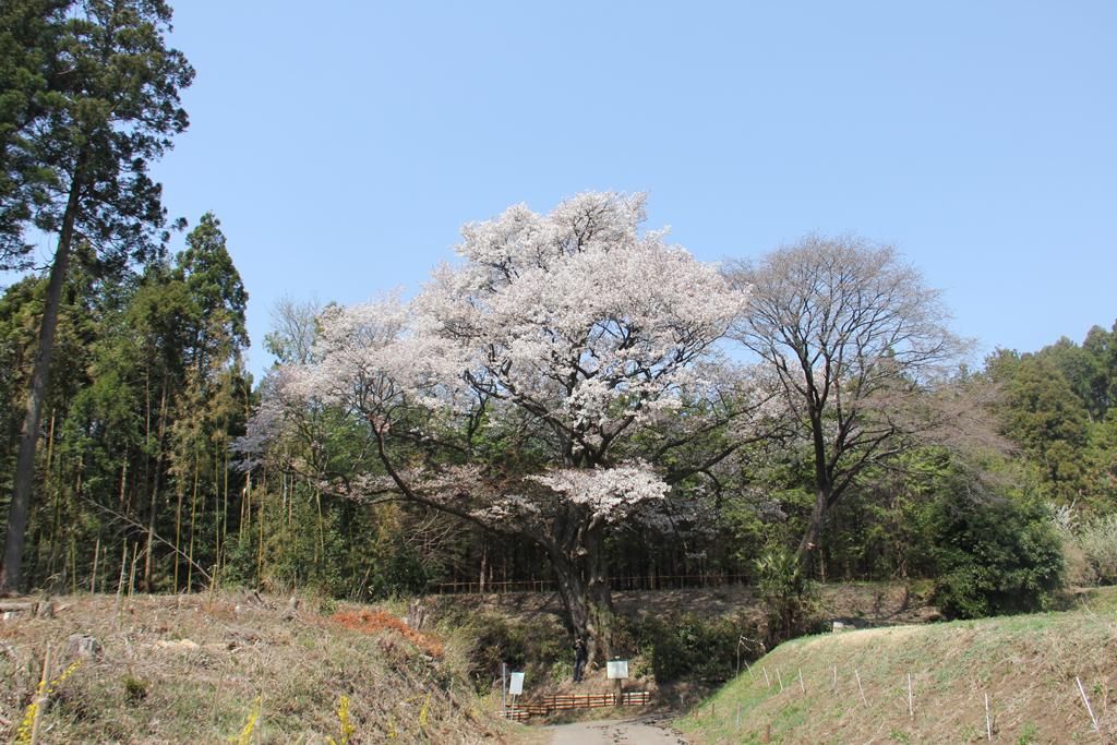 将軍桜の写真