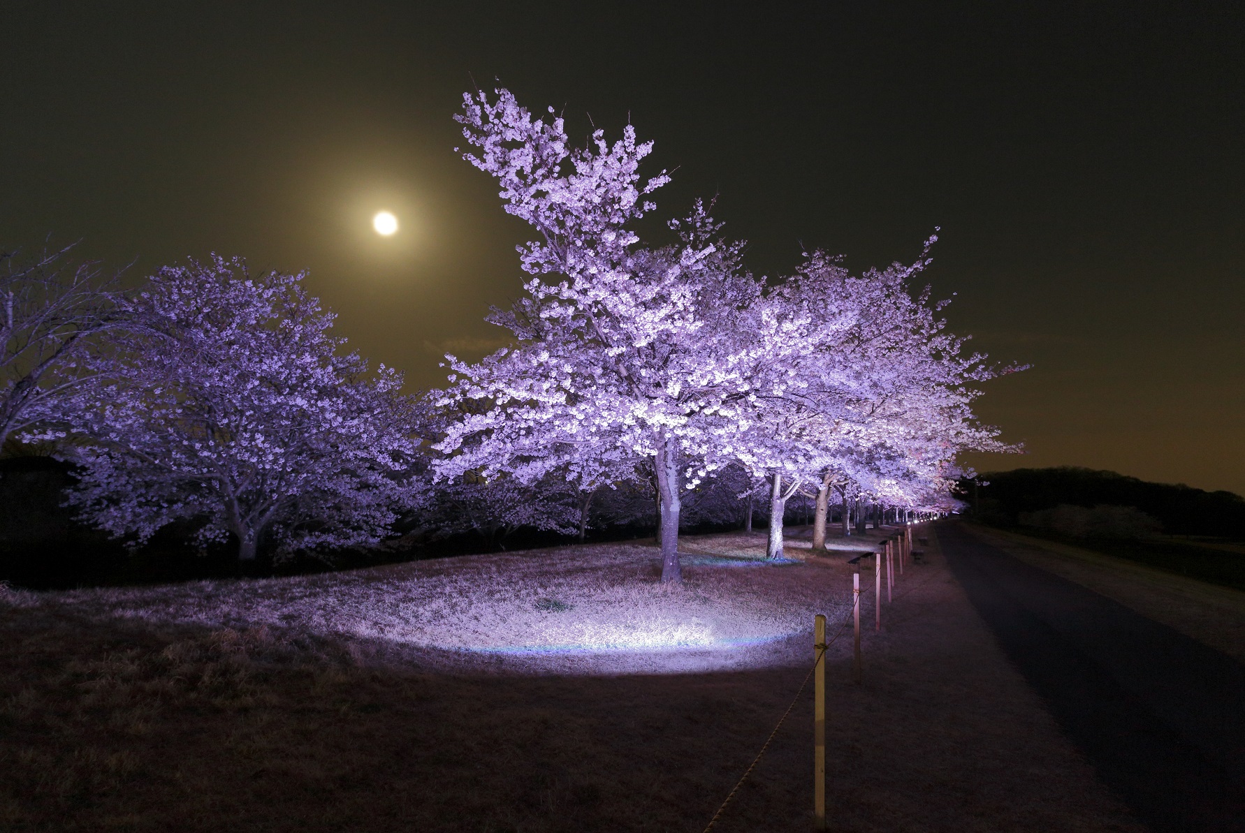 ゆうゆうパークの桜写真