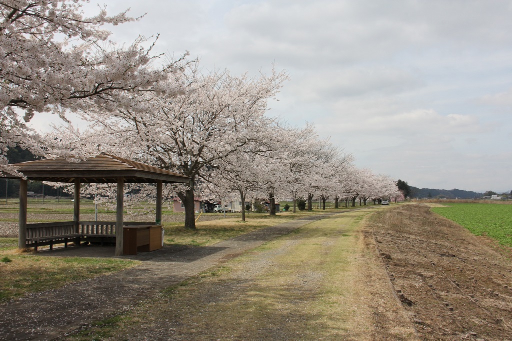 兎田河原のさくら