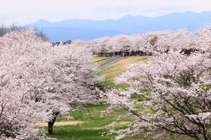 さくら市の風景　～桜～