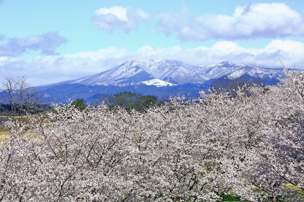 雪山と桜