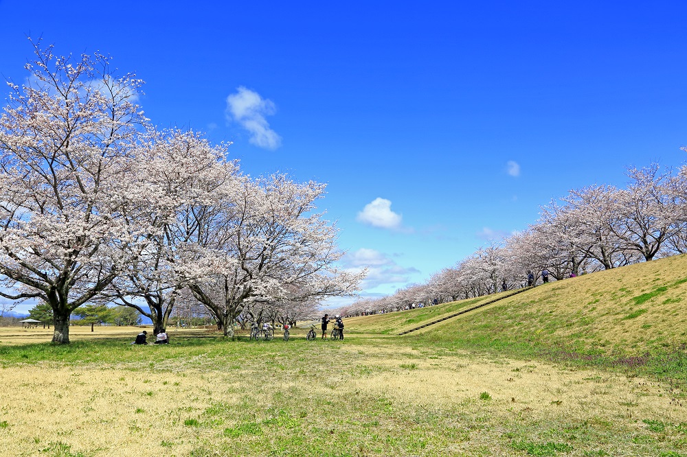 ゆうゆうパークの桜