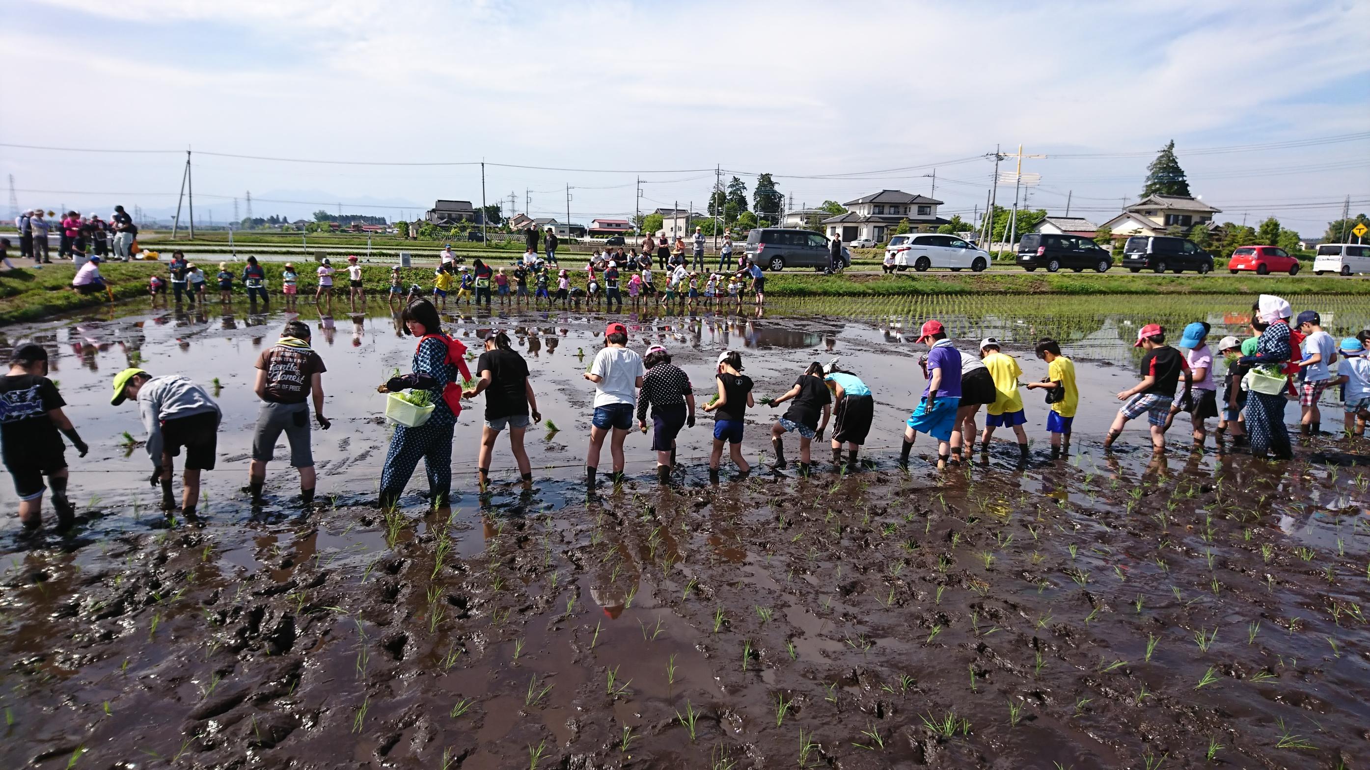 さくら未来塾での田植え体験