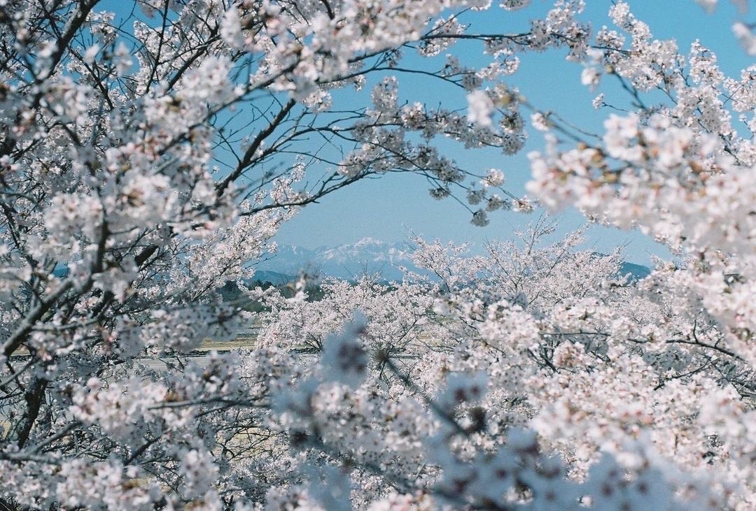 ゆうゆうパーク桜の写真