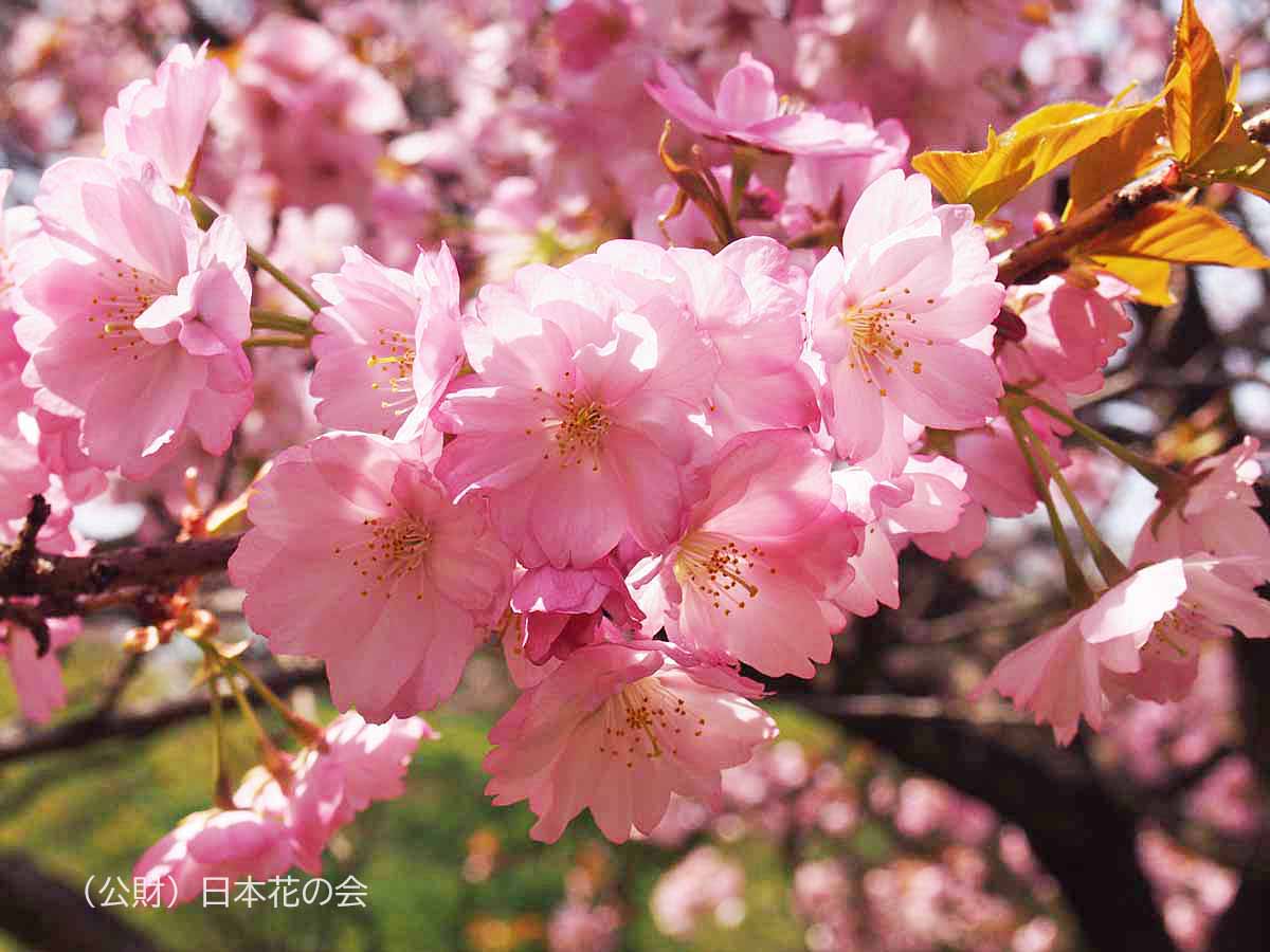 392八重紫桜（小清水系）