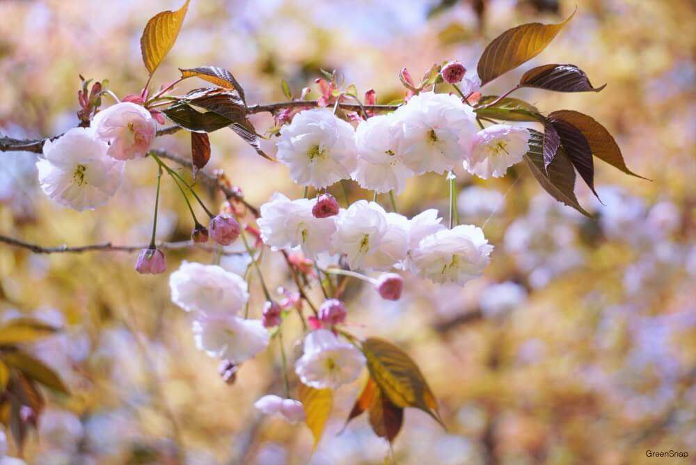 八重桜紅牡丹咲画像
