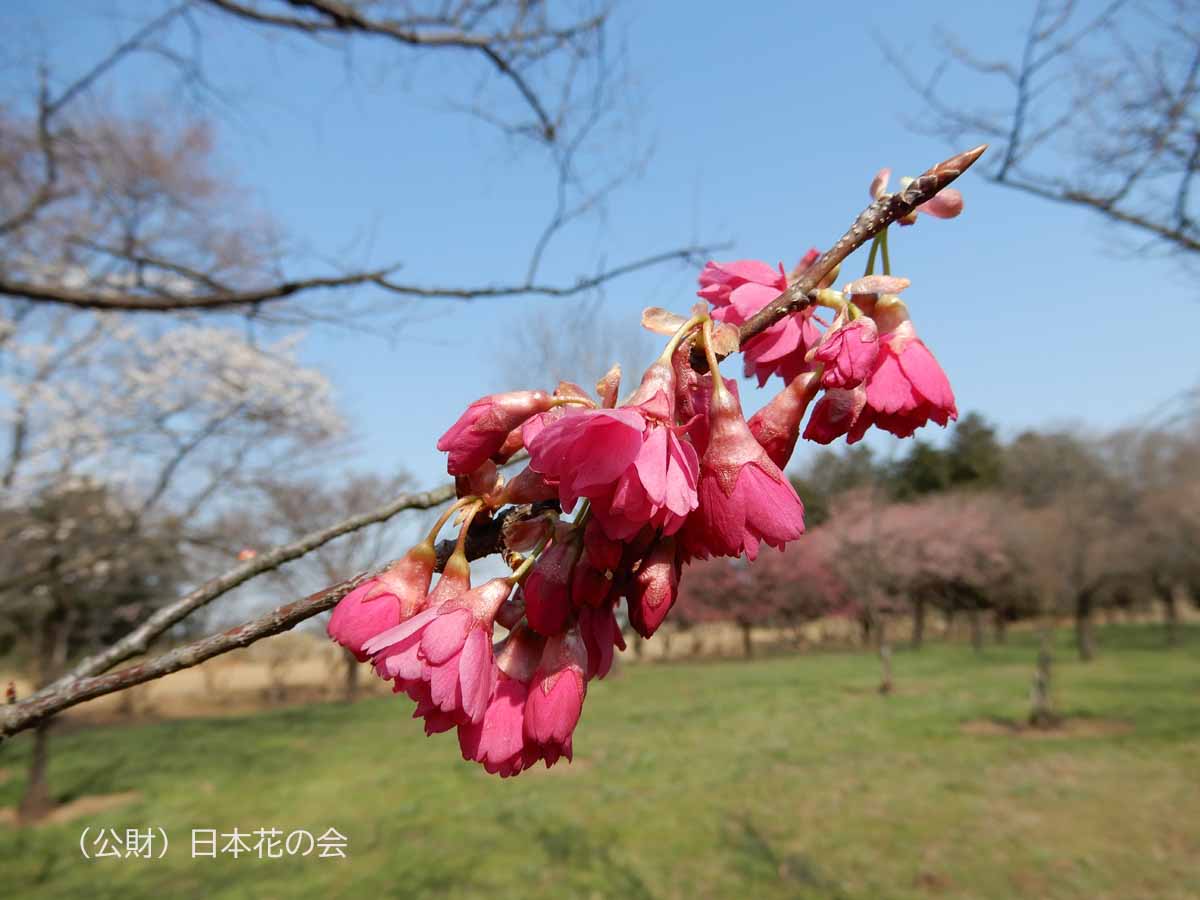 383八重寒緋桜