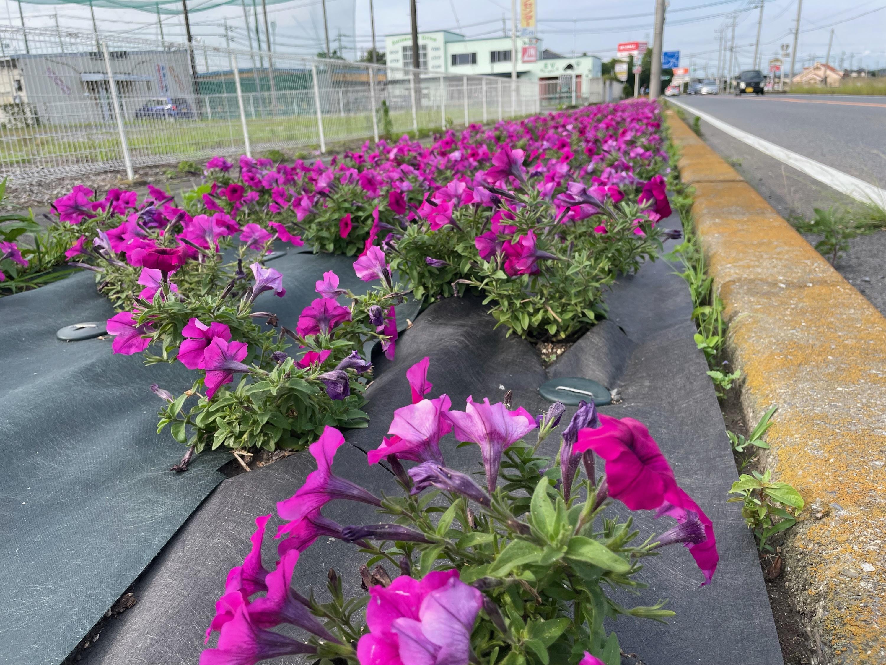 道路際に植えられたきれいな花の写真