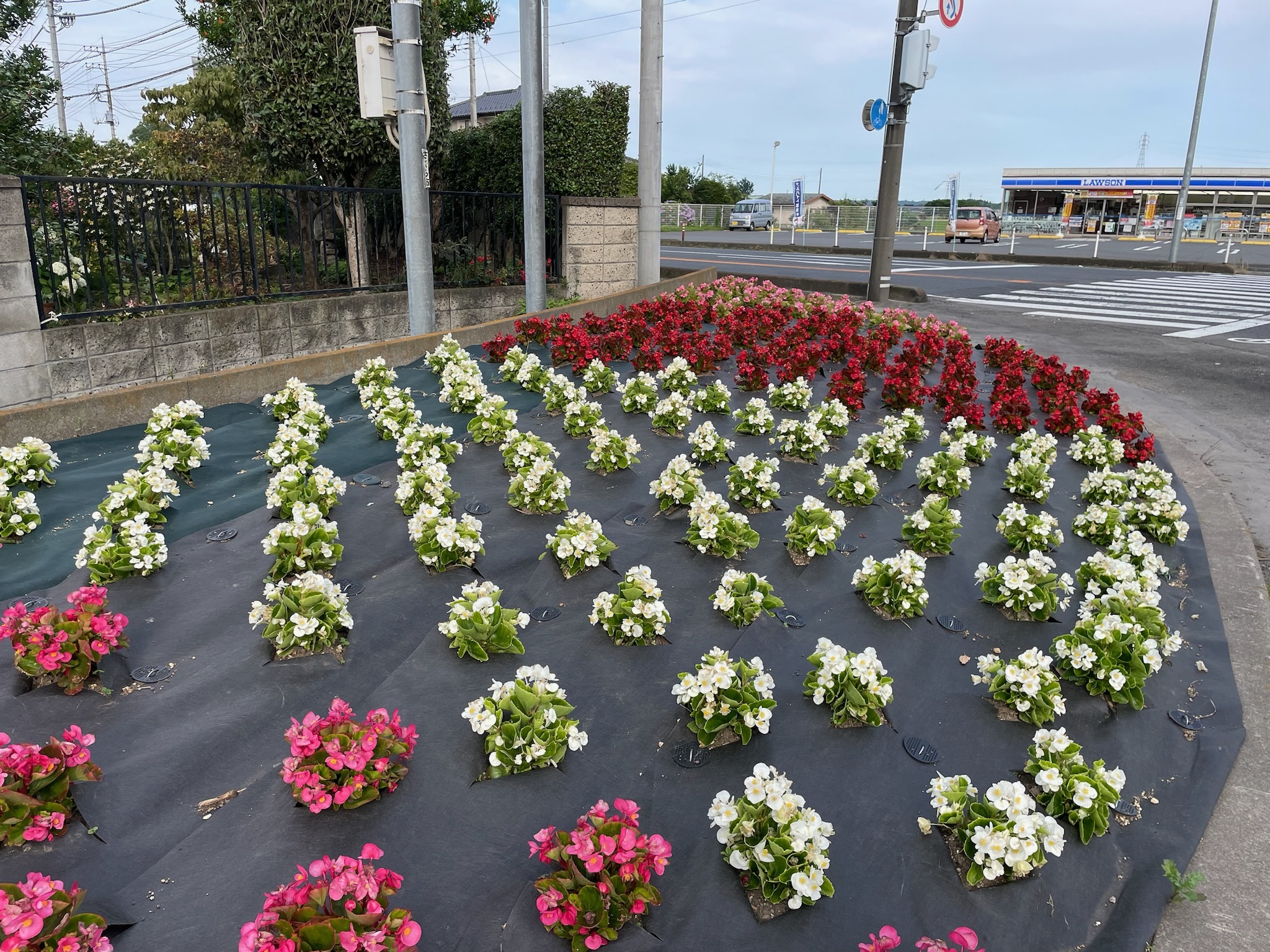 交差点の花壇に植えられたきれいな花の写真