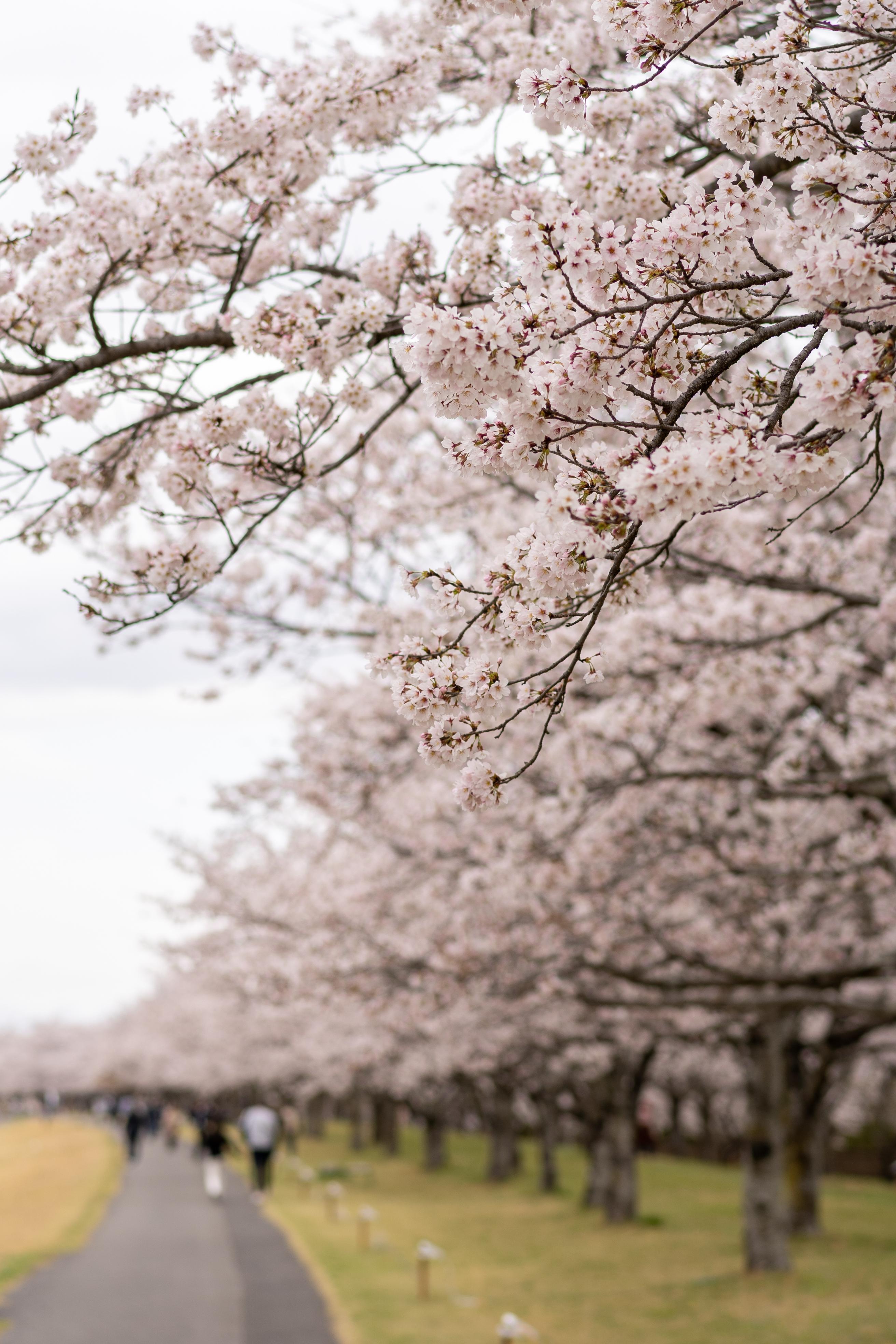 ゆうゆうパークの桜づつみの写真