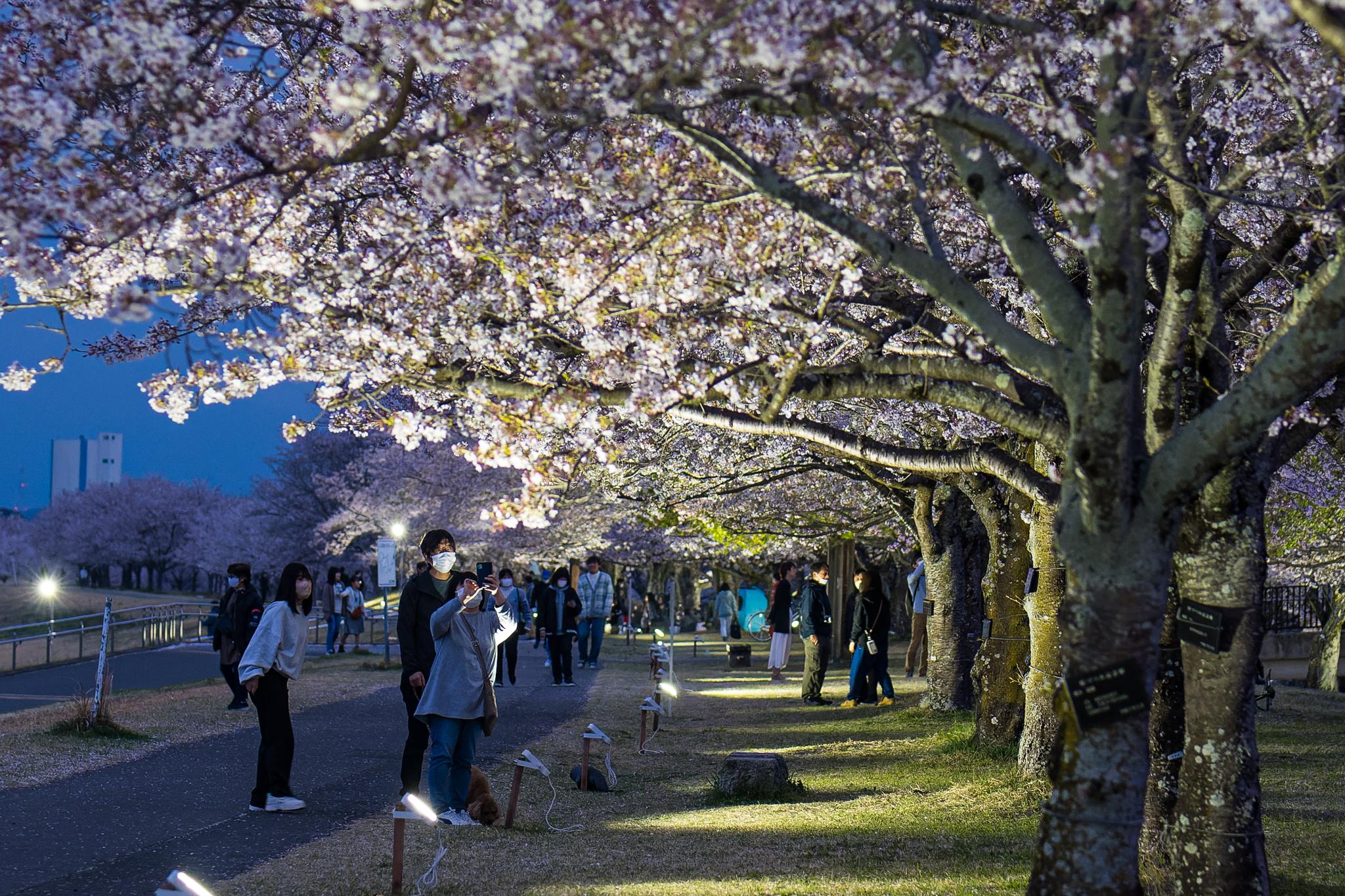 桜づつみライトアップの写真