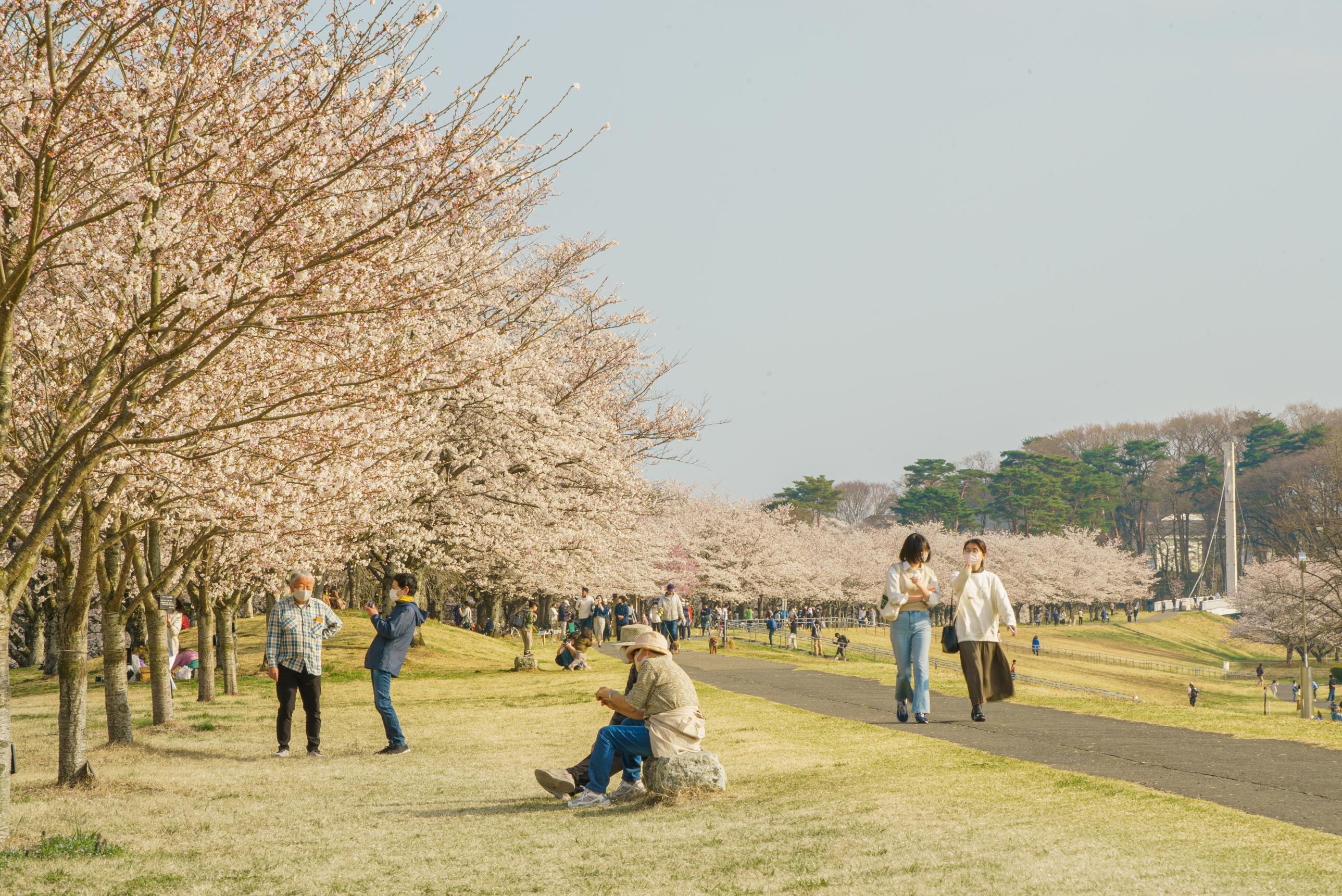 桜づつみの写真